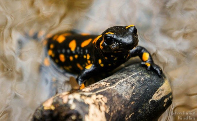 Salamander bluefox.at