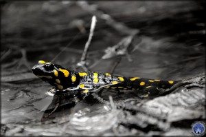 Salamander