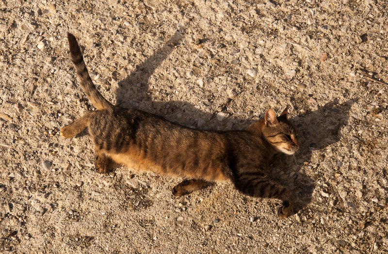 Katze1
