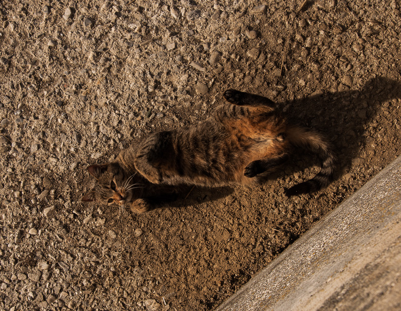 Katze2