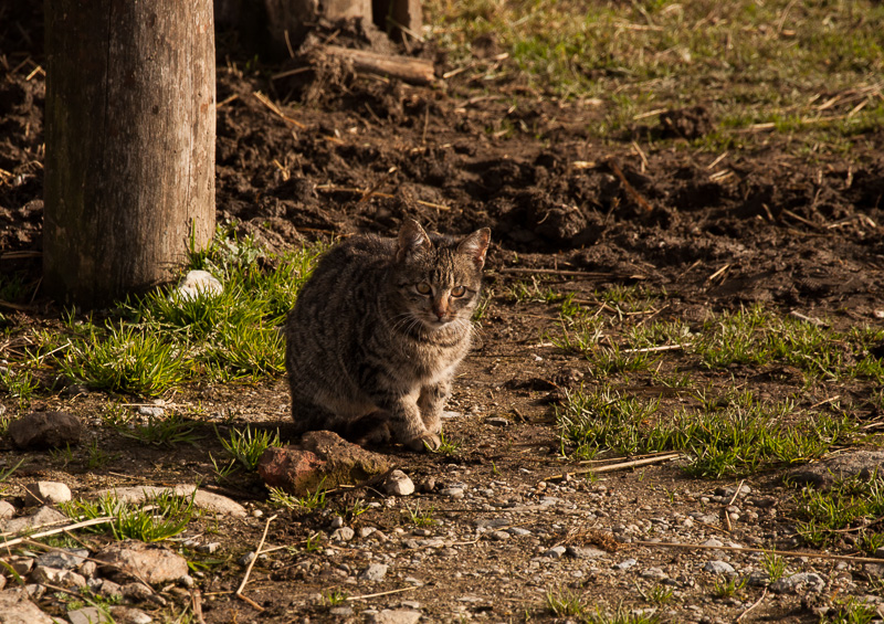 Katze3