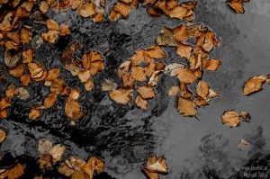 schwarzes Wasser