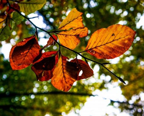 2015_10_14_14-41-17_1